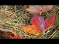 First Alert Weather City of Republic Mo reminds you to dispose properly of leaves
