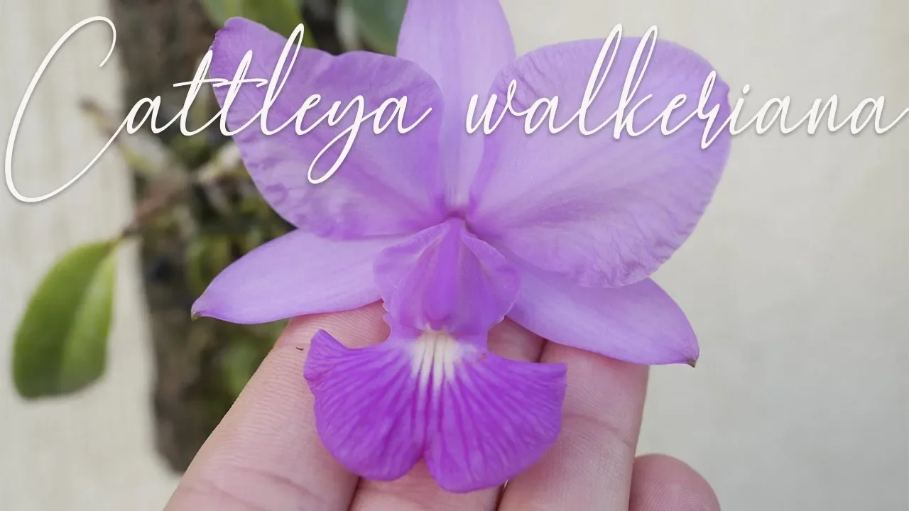 ORCHIDEEN PFLEGE: CATTLEYA WALKERIANA