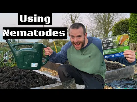 Download MP3 Nemaslug Tutorial. Using Nematodes To Organically Control Slugs In The Garden