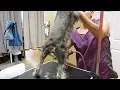 Miniature Schnauzer Live Pet Grooming in Texas