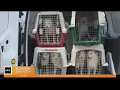 Berkeley Humane Society seeking homes for dogs seized in hoarding case
