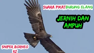 suara pikat burung elang sniperborneorz
