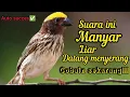 Download Lagu SUARA PIKAT PEMANGGIL BURUNG MANYAR LIAR AMPUH LANGSUNG AUTO KUMPUL