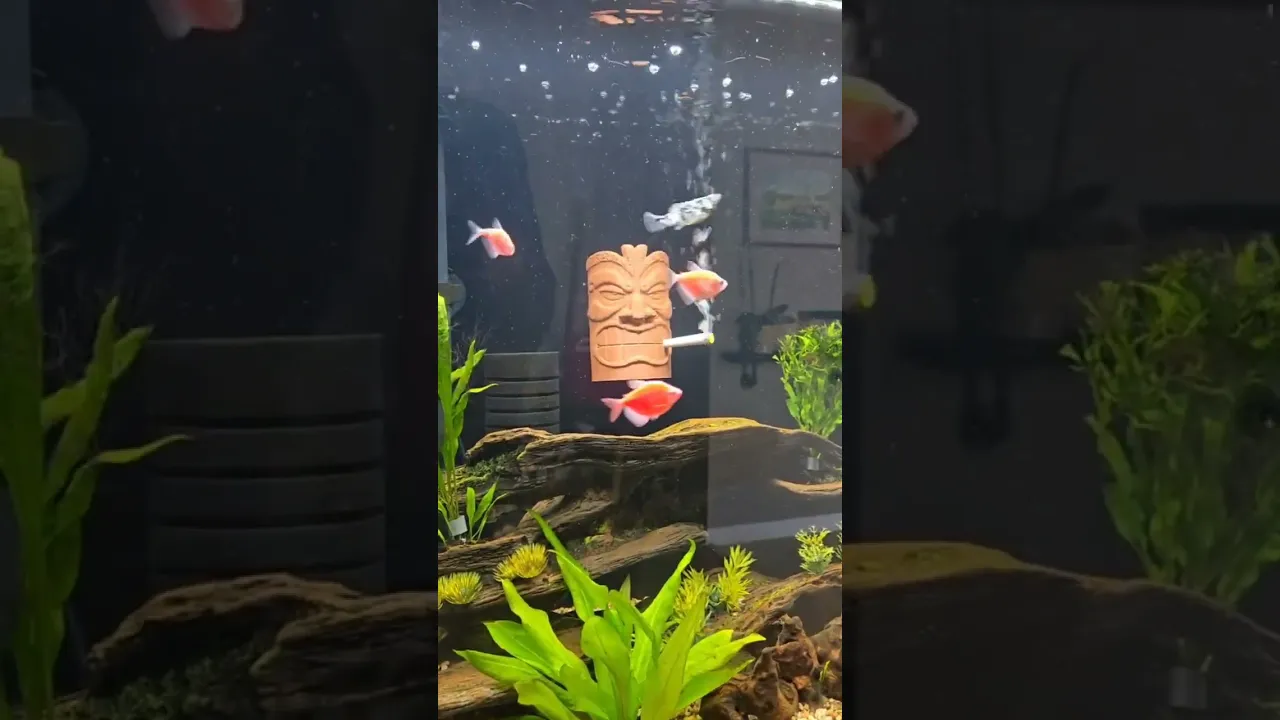 Smoking Tiki Aquarium Aerator video thumbnail