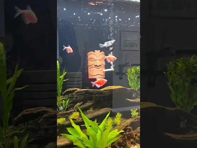 Smoking Tiki Aquarium Aerator video thumbnail