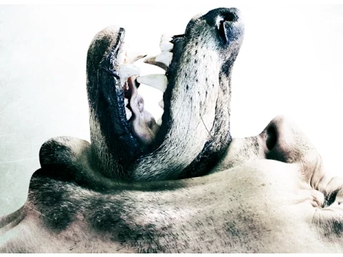 WOLF HOUSE - OFFICIAL MOVIE TRAILER