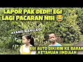 Download Lagu Egi Ketauan Pacaran Di Kebon Jeruk, KDM Tau Pasti Marah. Auto Masuk Barak 🤣