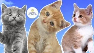 Download learn cute CAT SOUNDS - KITTEN MEOWS | animal sounds MP3