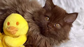 Our longhair british chocolate kitten Umma took a bath