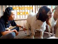Download Lagu Sukses ternak boer - CKF