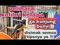 Lagu CARA MERAWAT BURUNG KOLIBRI KELAPA BAHAN AGAR CEPAT GACOR