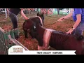 TRUTH REALITY Hampshire Boars at Shaffer s Goldrush
