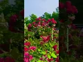 Download Lagu pink rose flower garden #movie #bollywoodsongs  #flowers #rajaakbargarden #beautifulflowers #nature