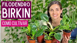 PHILODENDER BIRKIN 🌿 HOW TO CULTIVATE this BEAUTIFUL plant