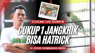  ci dunya settingan cucak ijo dunya om dodi kembang wesi cucak ijo setting lapar cak ijo hobi id