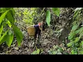Download Lagu -A mother's journey to find wild snails to cook unexpectedly discovered a giant turtle. MP3