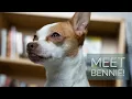Introducing Bennie the Dog