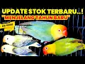 Lagu HARGA LOVEBIRD TERMURAH CALON INDUKAN MATA MERAH