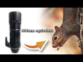 Olympus 300mm Pro Lens First Impressions