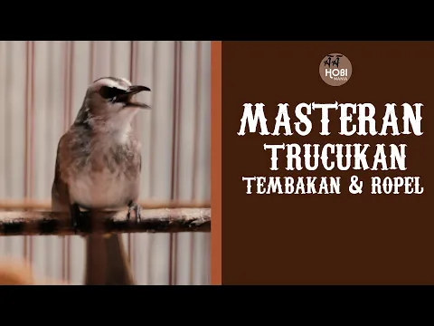 Download MP3 MASTERAN  Trucukan Tembakan dan Ropel