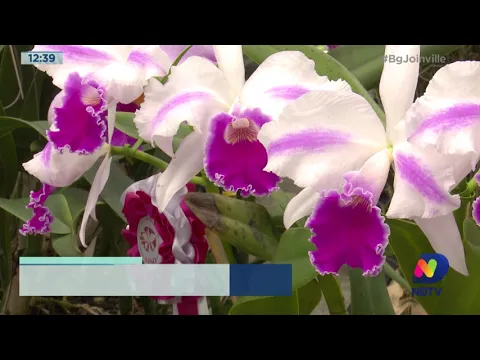 BG Mais: Festival de orquídeas e flores em Joinville, colorido e beleza que encantam visitantes