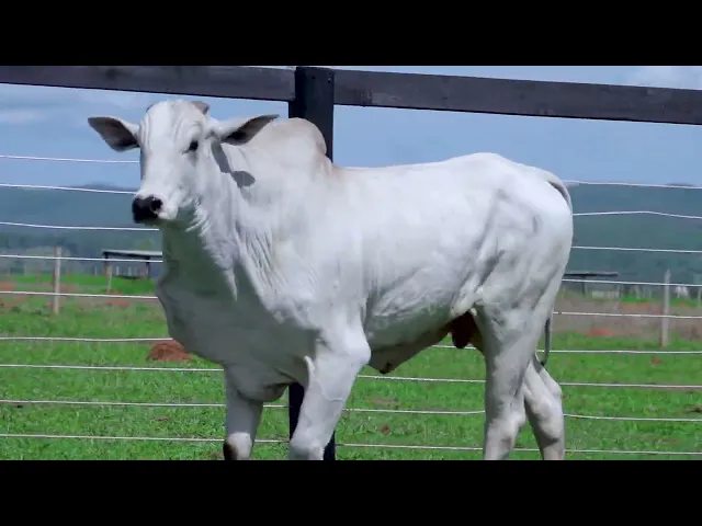 Touro Nelore SHFA - 265