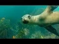 Sharks and Seals in Laguna Beach