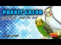 Download Lagu Parkit Gacor masteran dan pancingan - audio jernih