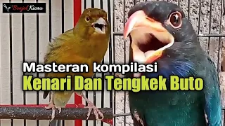 Download Masteran Kompilasi Kenari Dan Tengkek Buto MP3