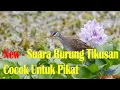 Download Lagu NEW - SUARA PIKAT BURUNG TIKUSAN ALIS PUTIH MP3 - MANTAP DAYA PIKAT NYA