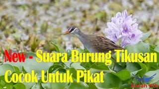 Download NEW - SUARA PIKAT BURUNG TIKUSAN ALIS PUTIH MP3 - MANTAP DAYA PIKAT NYA MP3