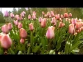 Thousands Of Tulips Bloom At Thanksgiving Point - Uniquely Utah