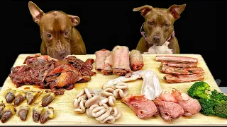 Best of Pitbull Eating Sounds | RAW MEAT | ASMR Compilation