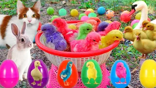 Catch Cute Chickens Colorful Chickens Rainbow Chicken Rabbits Cute Cats Ducks Animals Cute 67 