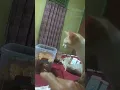 Download Lagu KUCING ANEH !! MINTANYA JAJAN ROTI