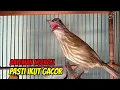 Download Lagu Burung Bayeman gacor Nembak Variasi | Untuk Pancingan