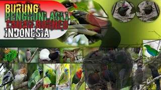 burung burung endemik pulau kalimantan dan suara aslinya