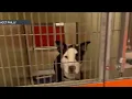 Philly animal shelter offering 10 adoptions
