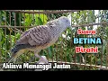 Download Lagu SUARA BETINA BIRAHI‼️Perkutut BETINA memanggil JANTAN - The female turtle dove calls the male