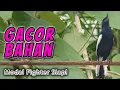 SETELAN KACER DADA HITAM BAHAN GACOR PELAN PELAN JADI FIGHTER TANGGUH