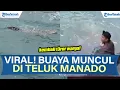 Lagu VIRAL! BUAYA KEMBALI MUNCUL DI TELUK MANADO, WARGA MARINA PLAZA HEBOH