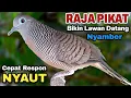 Download Lagu Perkutut lokal gacor RAJA PIKAT ini ahlinya bikin semua burung perkutut gacor nyaut