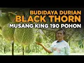 Download Lagu Budidaya Durian Eksklusif BLACK THORN, MUSANG KING, \u0026 Bawor – Dijamin Menggiurkan!