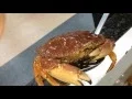 Crab throwing Up At Ranch Market