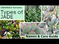 Types of JADE PLANT Identification CRASSULA Varieties Names and Care Guide with MOODY BLOOMS