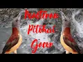 Download Lagu Pancingan pitohui gacor
