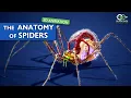 Lagu De fantastische anatomie van spinnen - alles wat je moet weten