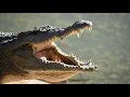 Crocodile Sound Effect