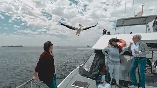 Dolphin catamaran cruise Namibia - Laramon Tours
