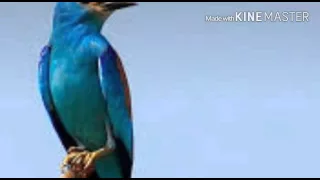 ياطير ياللي على الاغصان دندنها